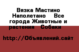Вязка Мастино Наполетано  - Все города Животные и растения » Собаки   